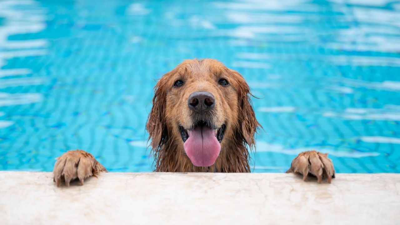 Como cuidar a tu perro