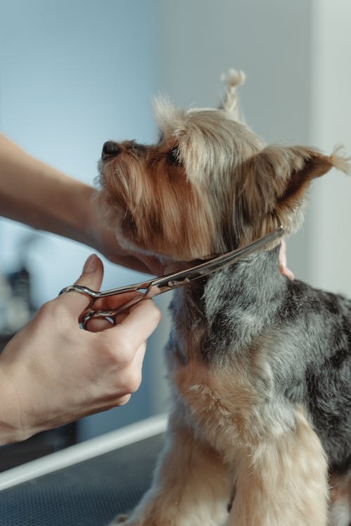 Tu perro y el calor: importancia del corte de pelo