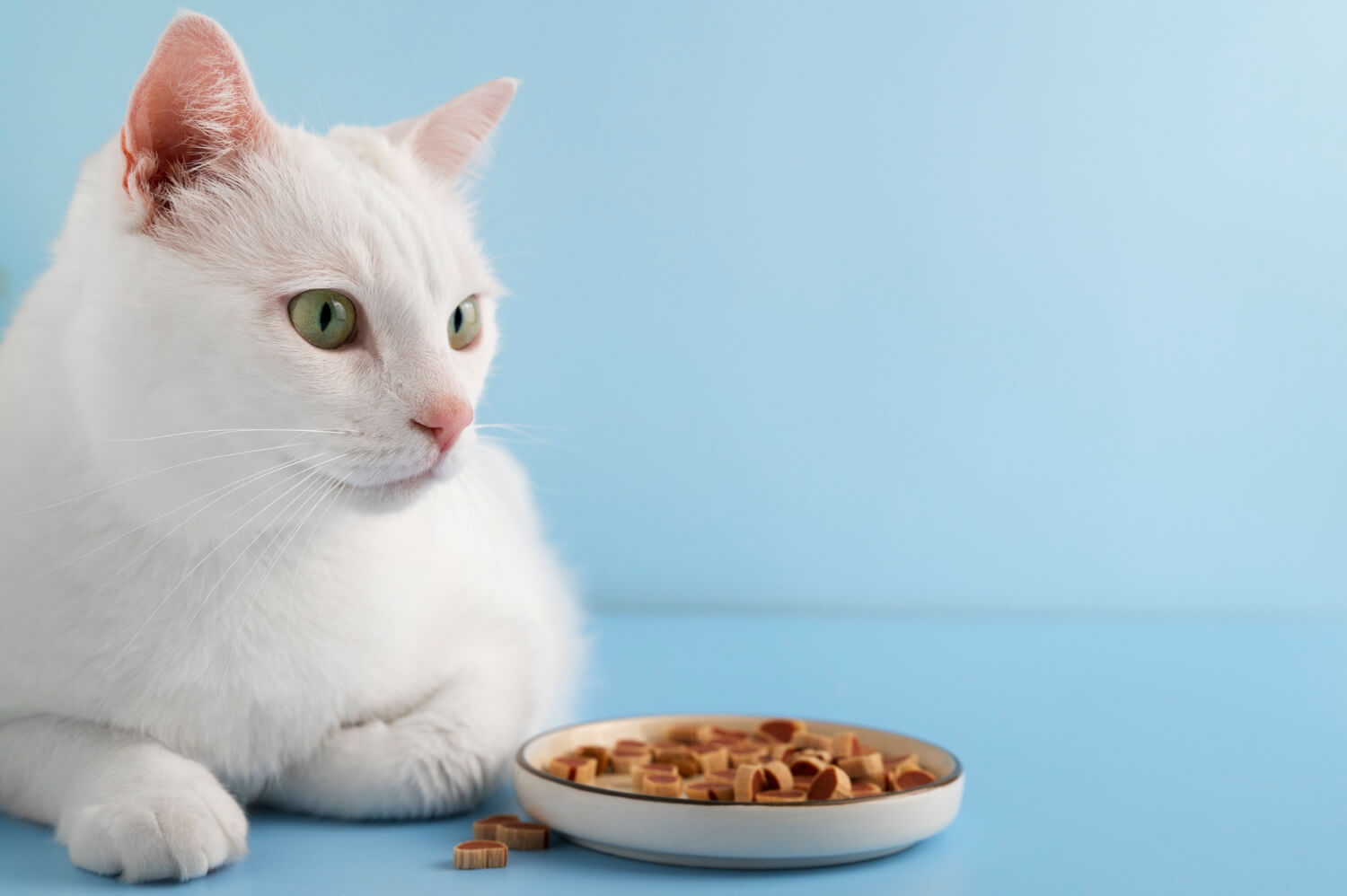 ¿Cuál es el mejor alimento para mi gato?