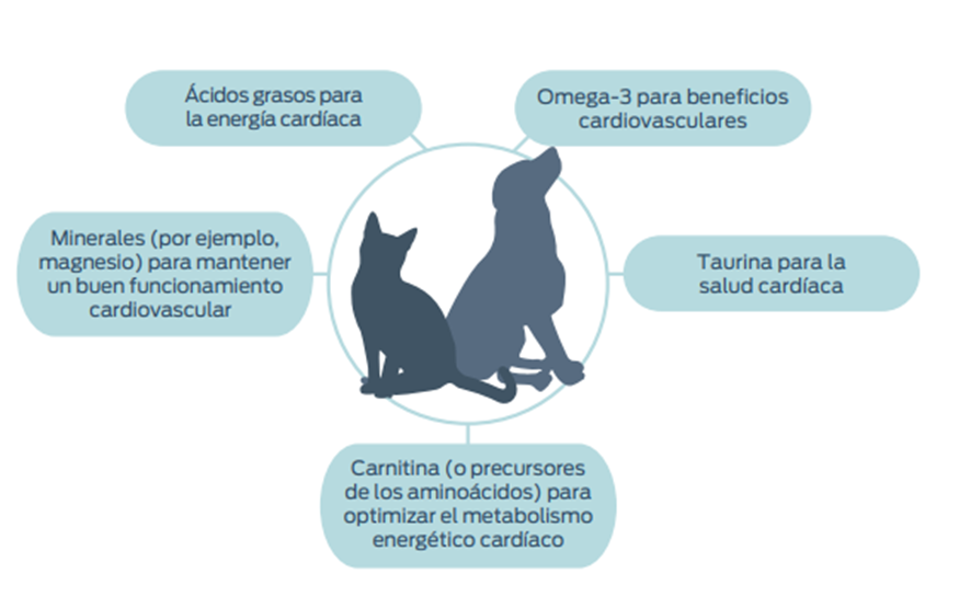 La importancia de la dieta en la enfermedad cardiaca | Natural-life Blog