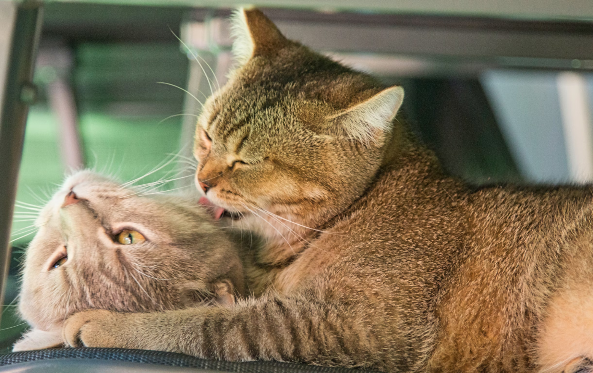 La Comunicación Felina: Entendiendo Cómo Hablan los Gatos